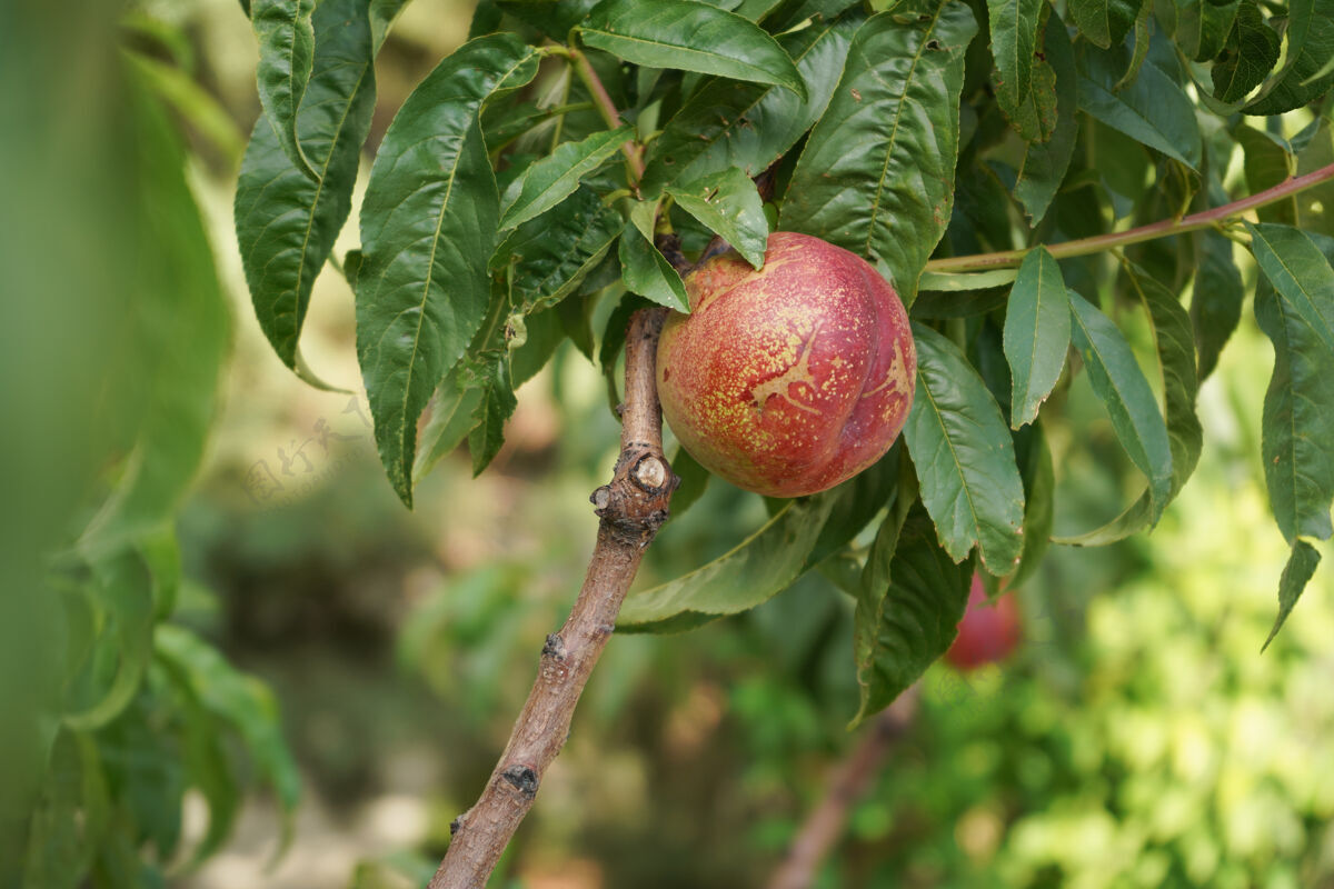 收获树上成熟的苹果我国的天然产品豪斯多汁把成熟的苹果放在树枝上蔬菜叶花园