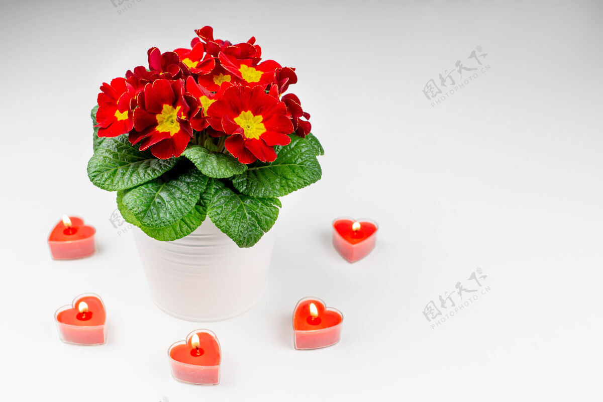情人节一束美丽的春花和红烛 在白色的心形上甜蜜心侧视图