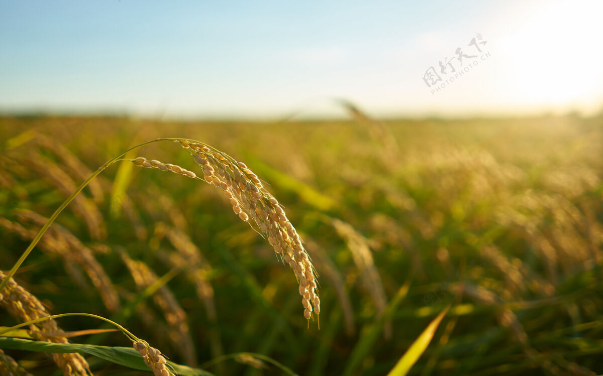 种植园巴伦西亚日落时种植水稻的细节 种植园在外福克斯赖斯植物种子中的谷物食物农业植物
