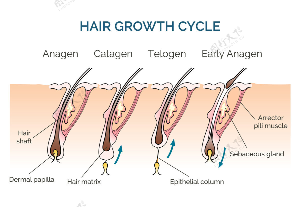 图表头发生长周期头发周期 科学阶段头发 人类头发生长箭头图片医学