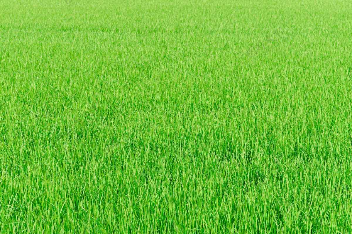 农村稻田绿色水田自然背景质感农业景观新鲜