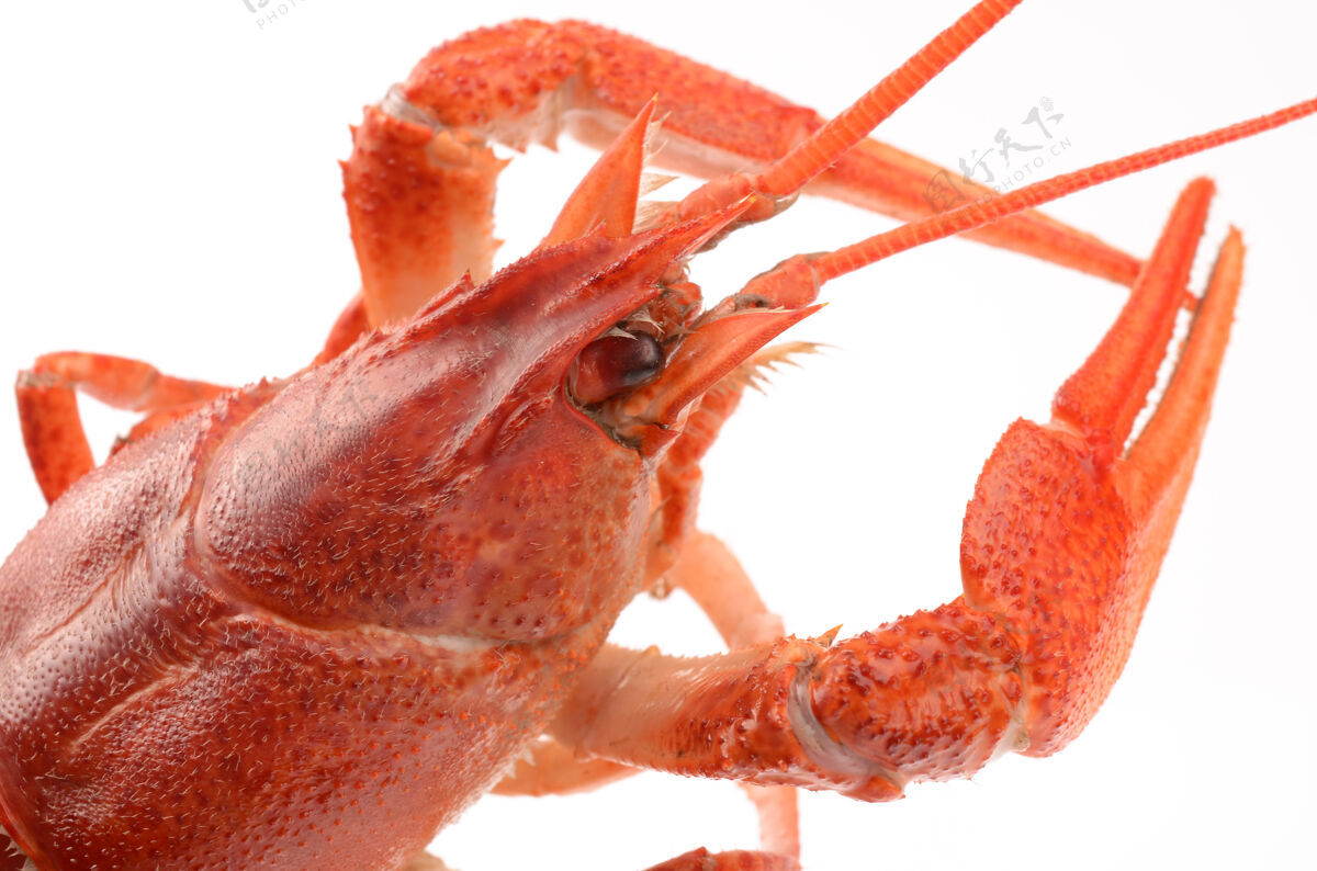 螃蟹白底小龙虾龙虾尼斯晚餐