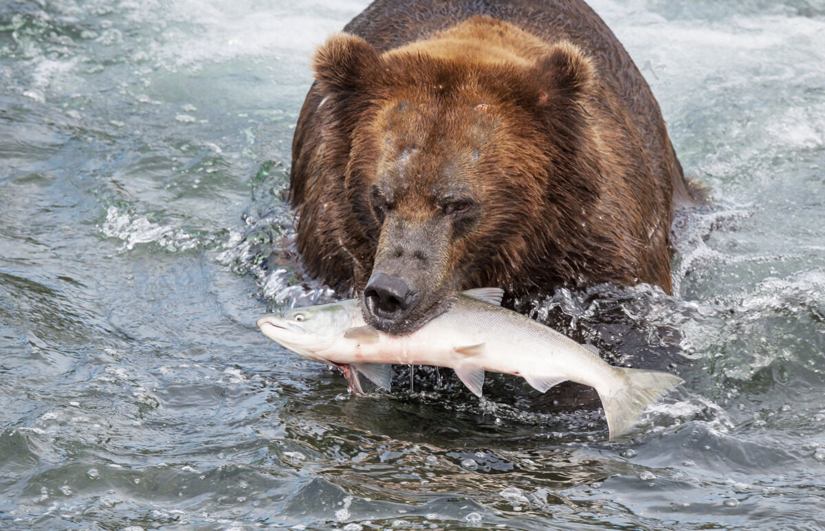 食肉动物一只灰熊在布鲁克斯瀑布捕食鲑鱼海岸棕色灰熊在阿拉斯加卡迈国家公园捕鱼夏季自然野生动物主题毛茸茸的自然捕鱼