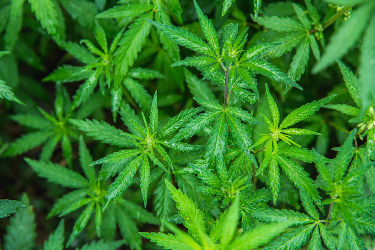 药大麻灌木丛生长在一个村庄的田地里大麻植物学生长