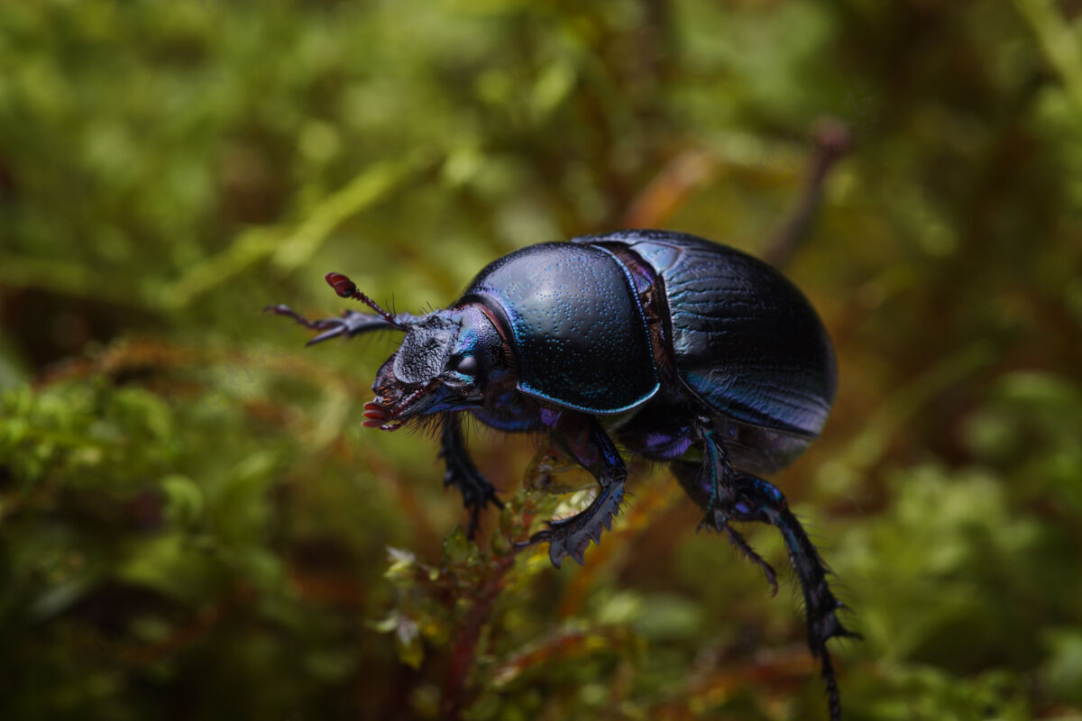 小苔藓上森林粪甲虫（anoplotrupesstercorosus）的宏观照片野生动物彩虹宏
