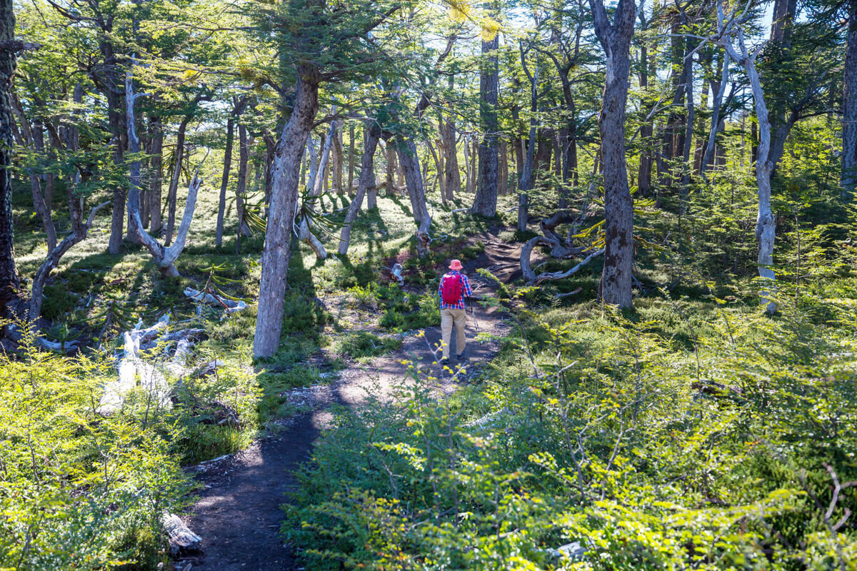 风景在森林里的小径上徒步旅行岩石徒步旅行森林