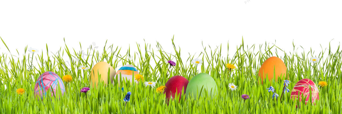 四月复活节彩蛋在草地上隔离在白色的背景 为您的设计自然草季节
