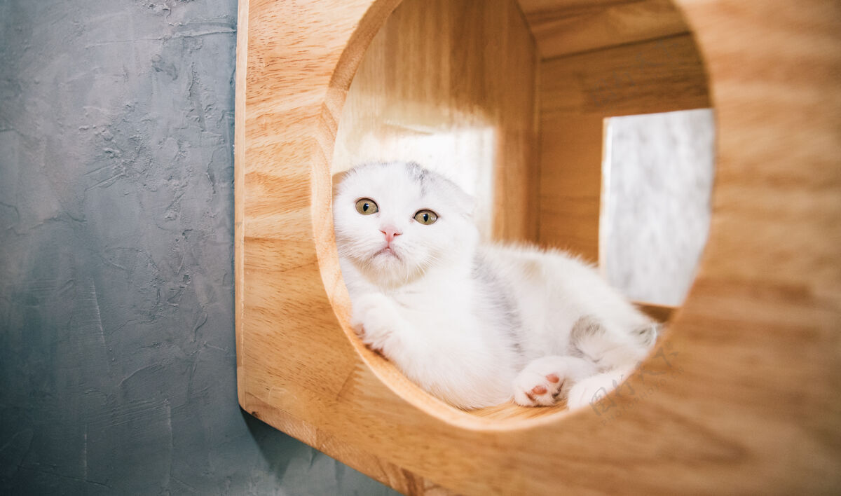 可爱白色苏格兰折叠猫坐在漂亮的木制猫屋里 看着客厅里的相机搞笑耳朵皮毛