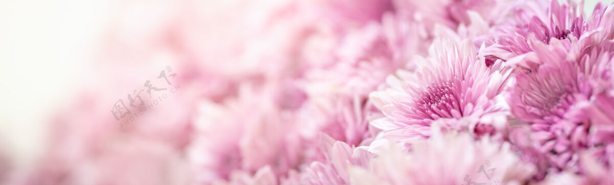 花白色桌面上粉红色菊花的特写与复制空间自然植物 生态封面概念白天树叶花