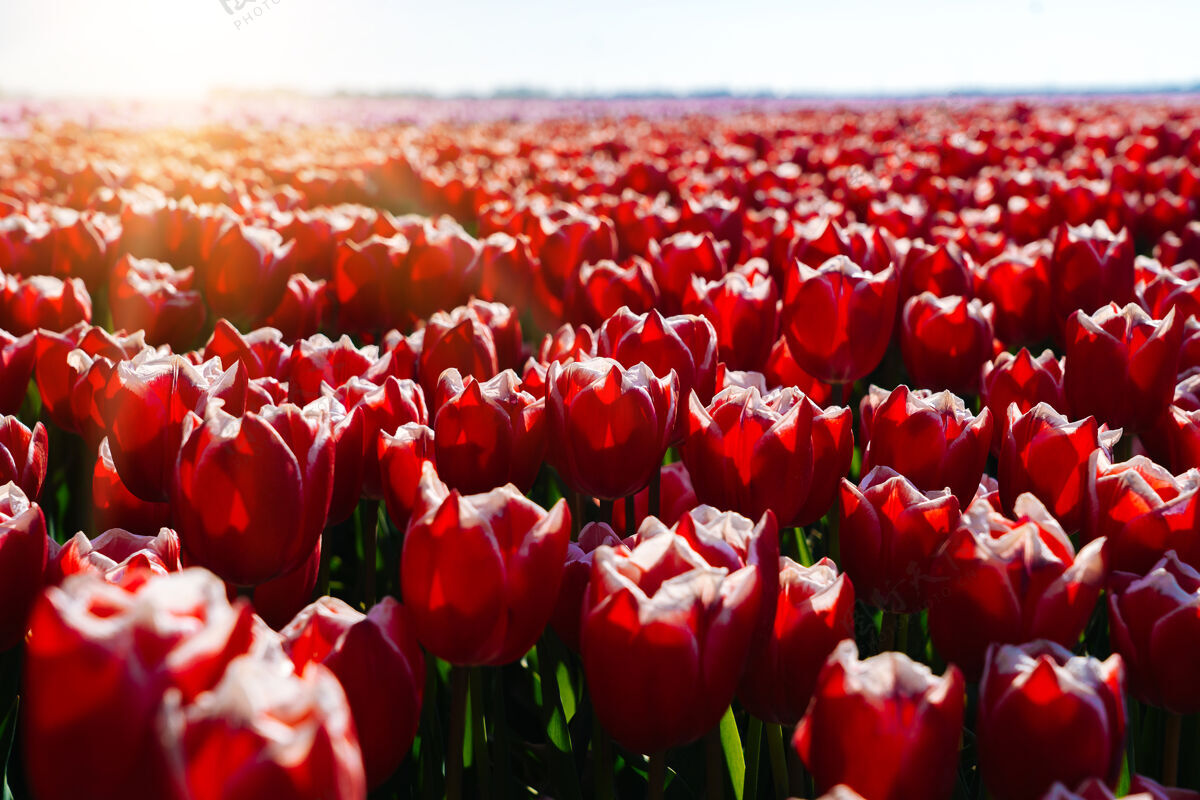 荷兰语神奇的风景 美丽的郁金香田野风景花
