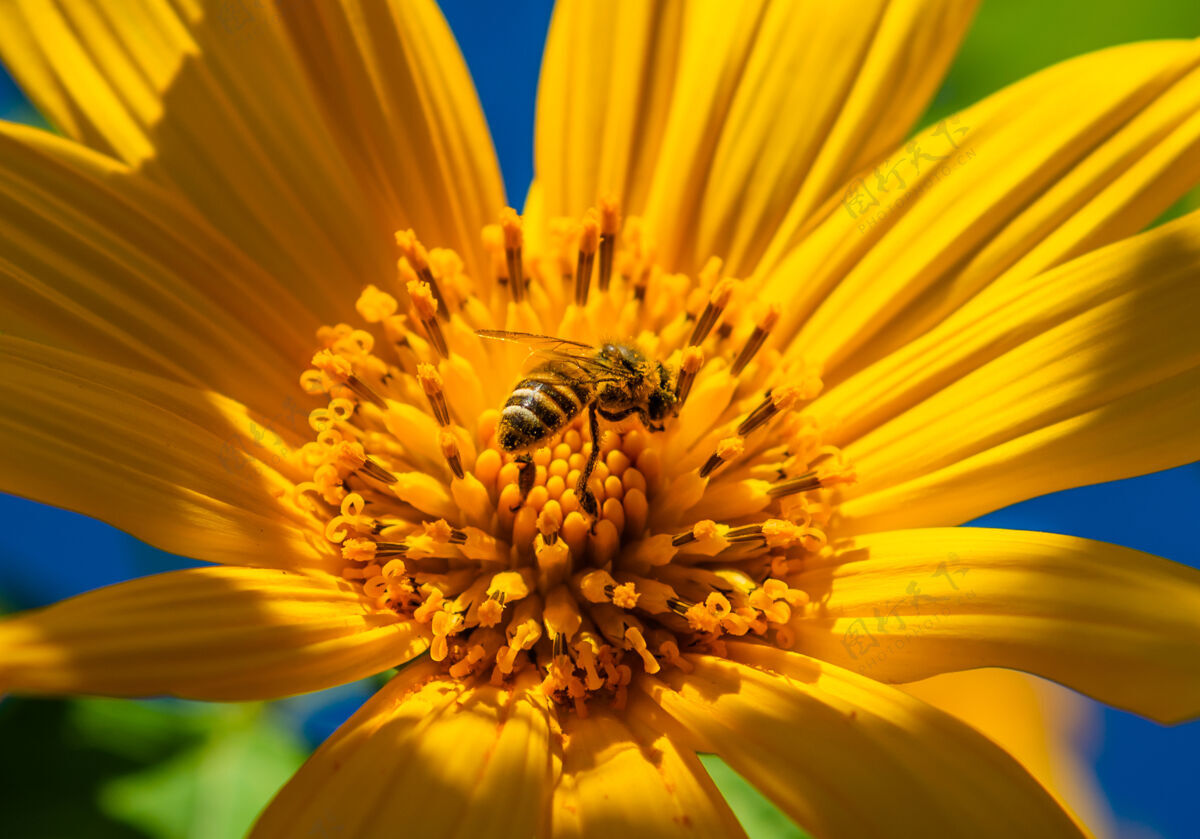 季节花园里的蜜蜂和花五颜六色植物学颜色