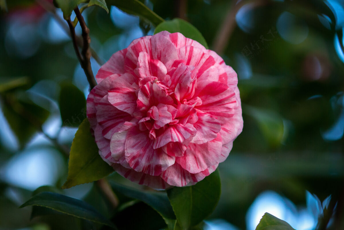公园山茶花-牡丹形成非正式的双花与条纹和斑点常绿开花生长