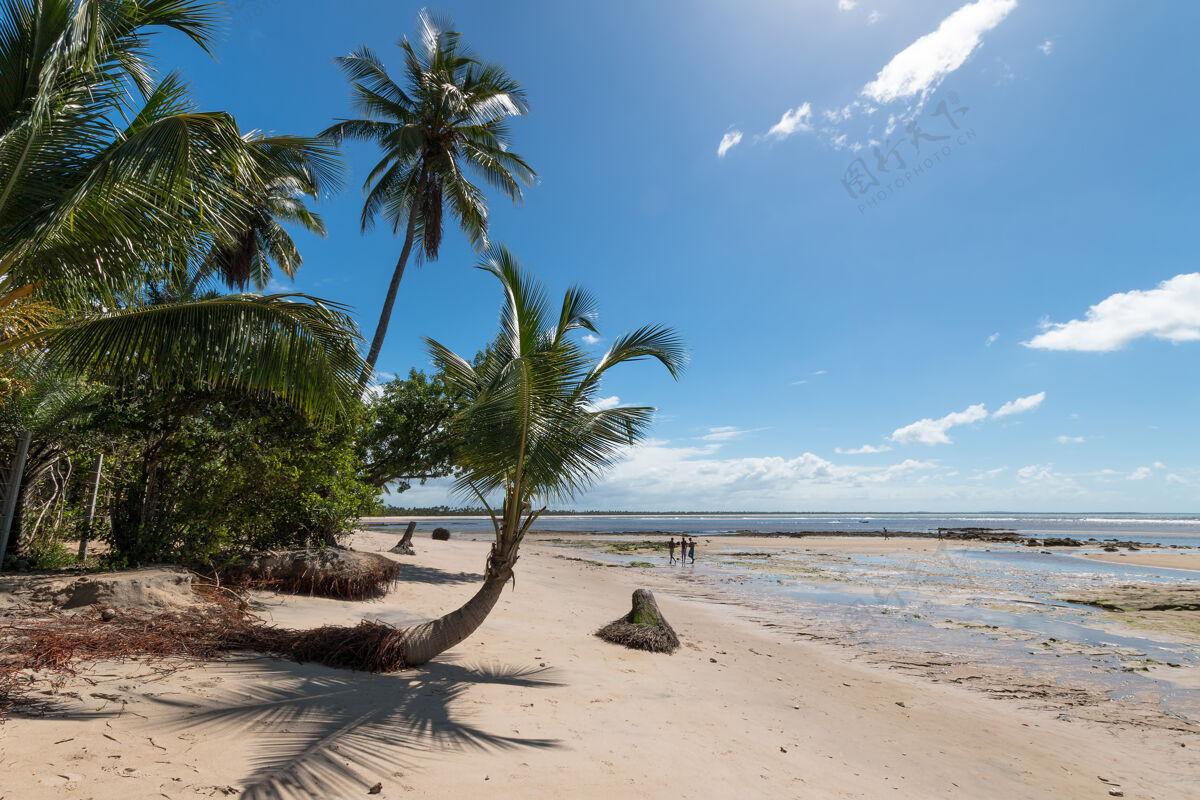 蓝色巴西巴伊亚岛上的热带海滩 有倾斜的椰子树椰树南美岛屿