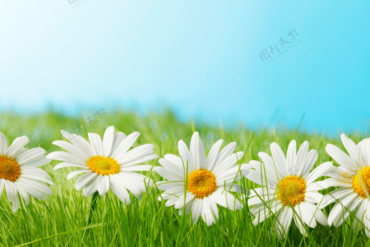 背景美丽的新鲜甘菊在草地上 蓝天在背景上草本植物田野草地