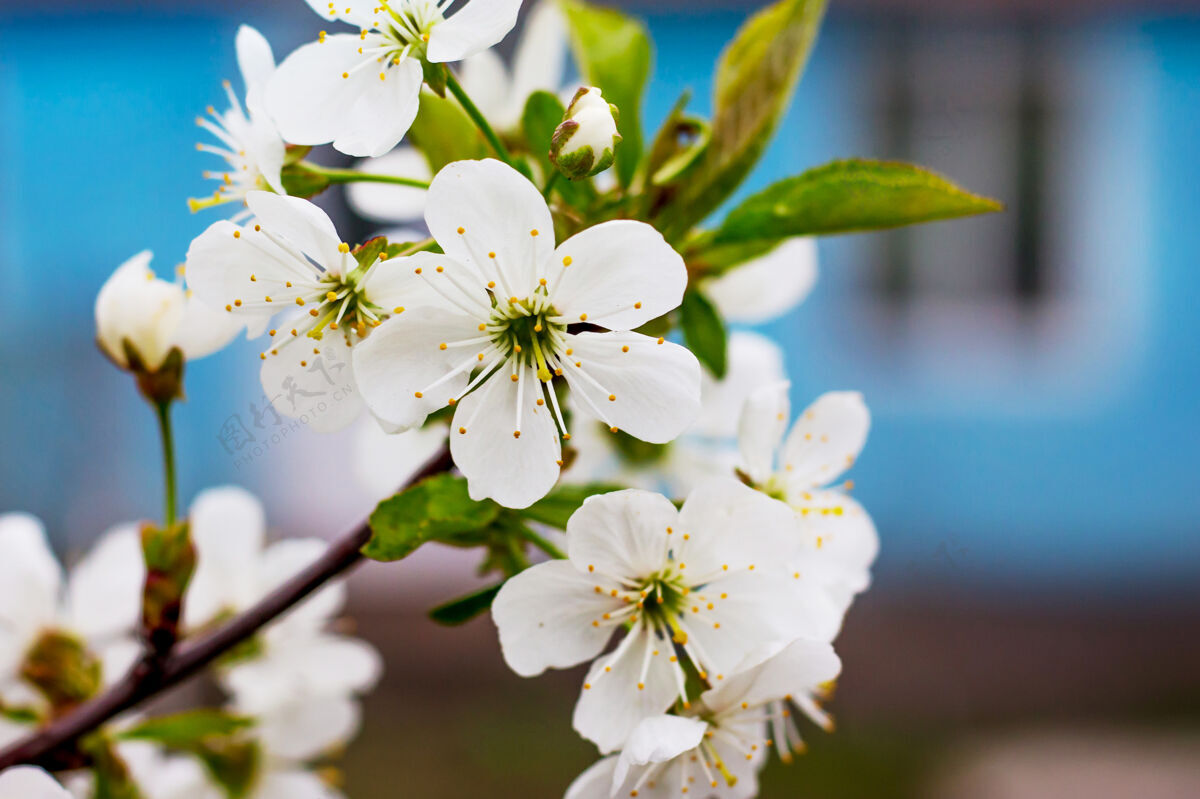 开花房子的背景上开着白花的樱桃枝生长新鲜树