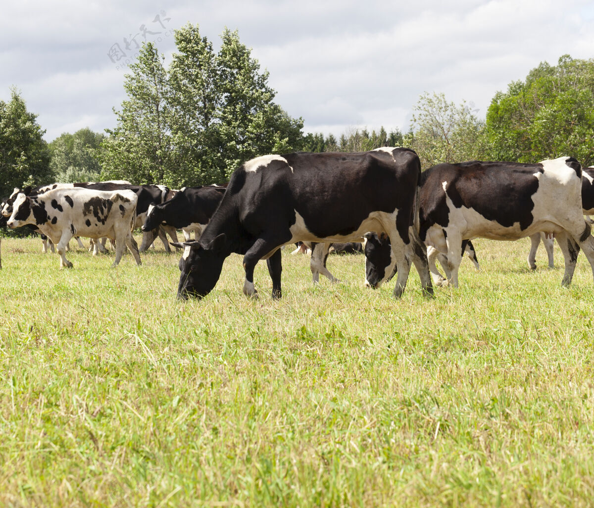 牧场一头黑白相间的奶牛在农田放牧时的牧场 在多云的天气里特写镜头地面景观丘陵