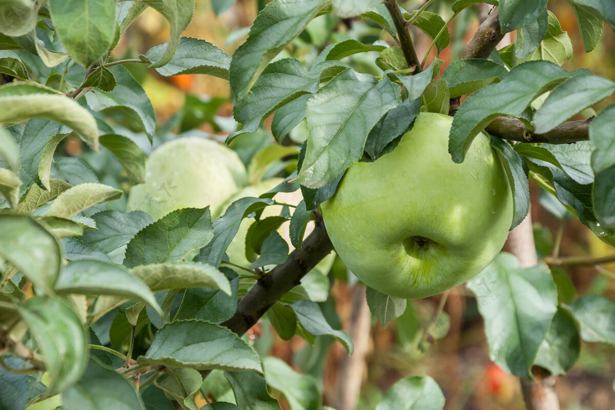 农田树枝上的青苹果带着雨点 随时可以摘下来收获选择性集中食物多汁的农业