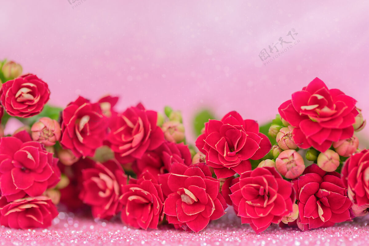 开花粉红色背景上的红花浪漫花束束