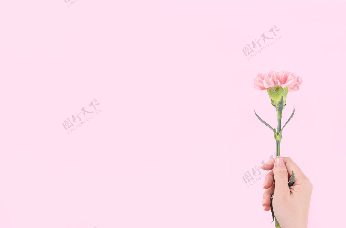 手拿着粉色康乃馨放在粉色桌子背景上的女人花瓣礼物婚礼