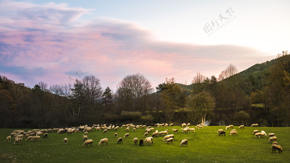 农场一群羊在乡下吃草日出草原绵羊