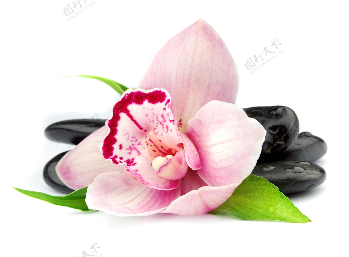 绽放粉红色的兰花在黑色的石头上 白色的石头上兰花树枝粉色