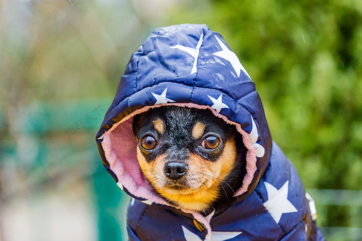 宠物纯种狗吉娃娃服户外穿着奇瓦瓦多雨天气家养雨服装