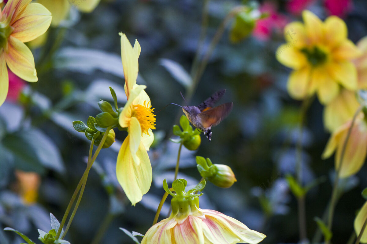 单一大而最大的蜜蜂在黄色的花头上 昆虫的宏观和特写镜头木匠昆虫头