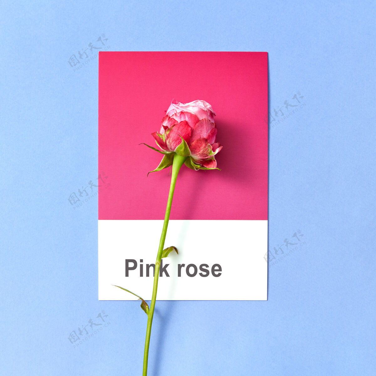 惊喜清新的夏日玫瑰在一张双色卡片上 祝贺粉彩背景和复制空间颜色信空