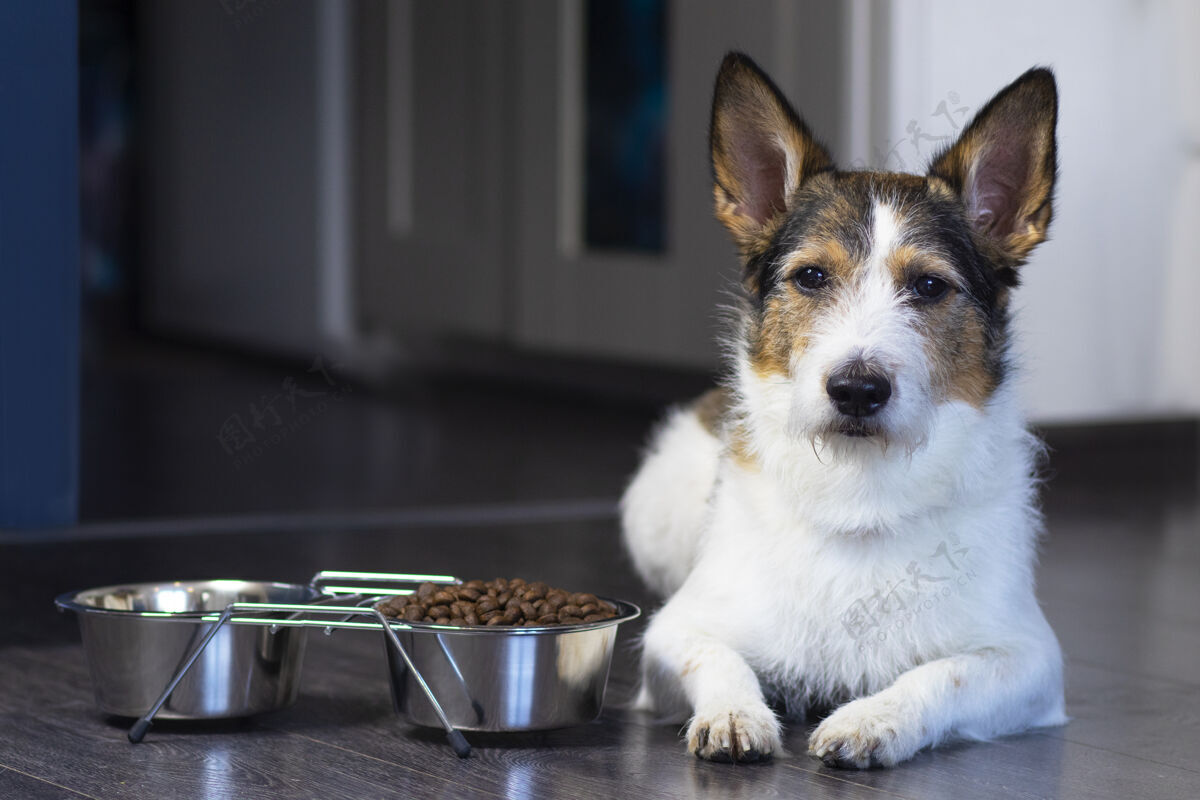 同伴一只狗的肖像 狗躺在他那碗干粮旁边 严肃回家看看宠物在家吃东西动物地板可爱