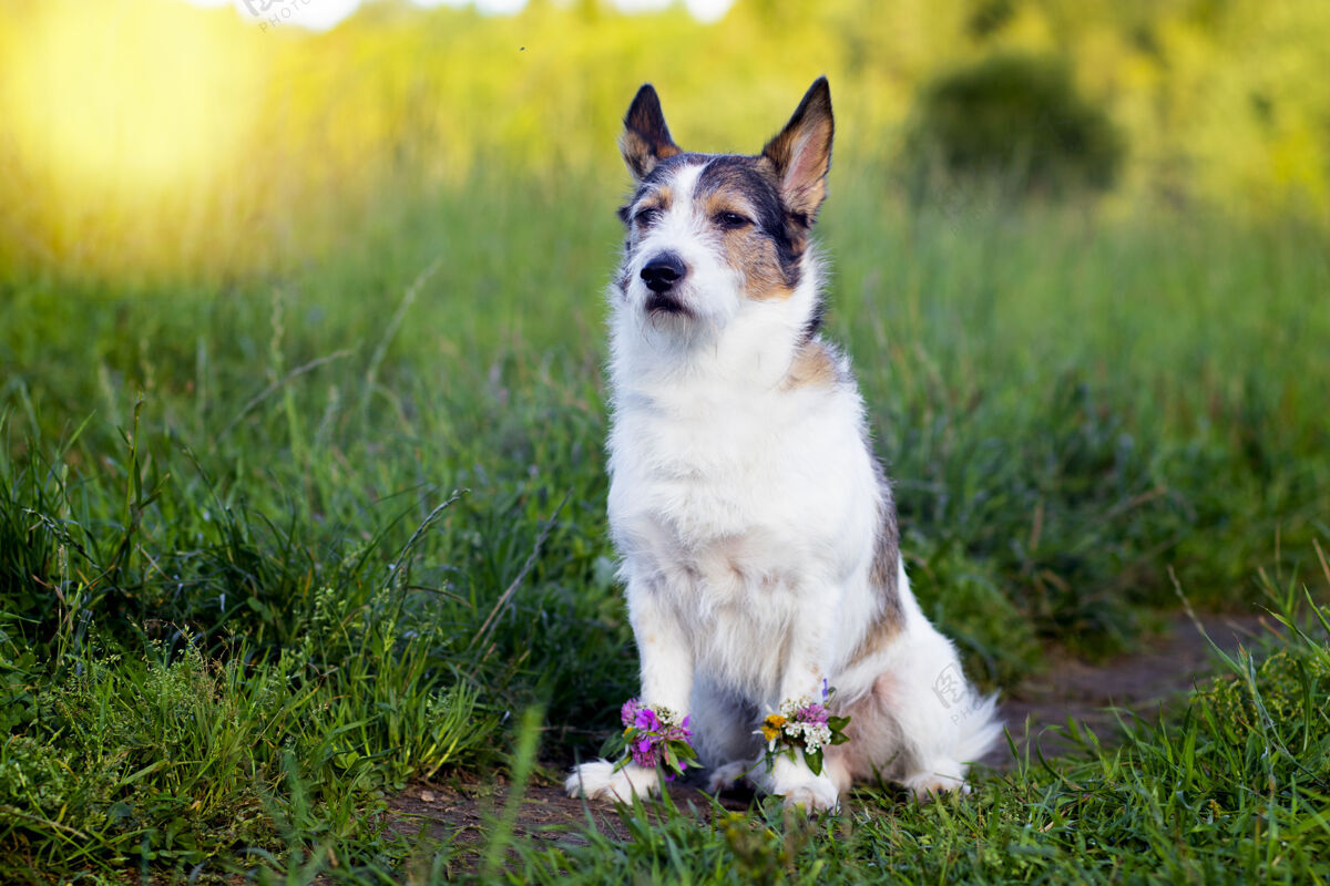 美丽绿色草地上的狗的画像 夏天花在爪子可爱夏天的宠物草地户外花园