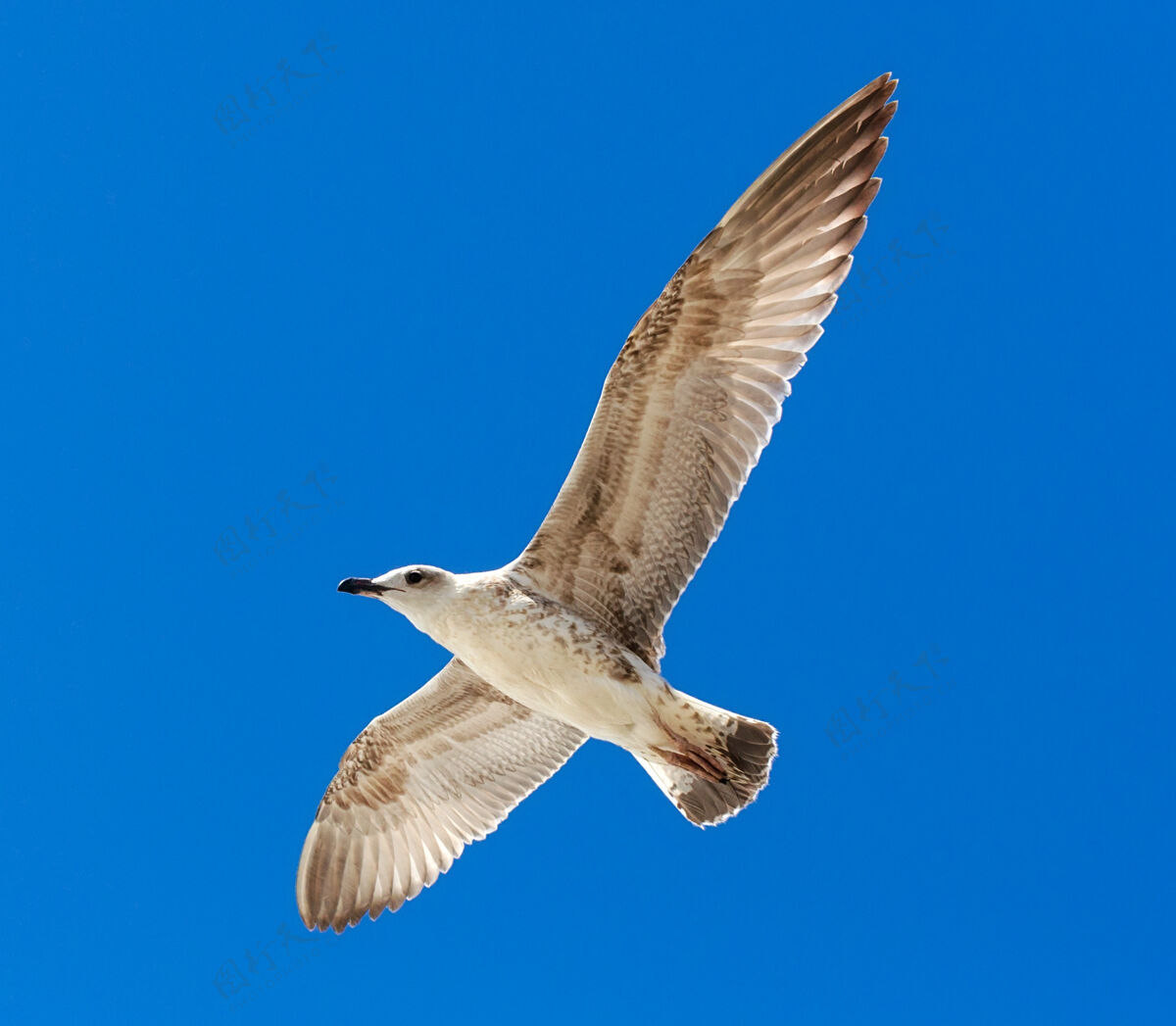 飞翔海鸥在湛蓝的天空中飞翔动物白天清晰