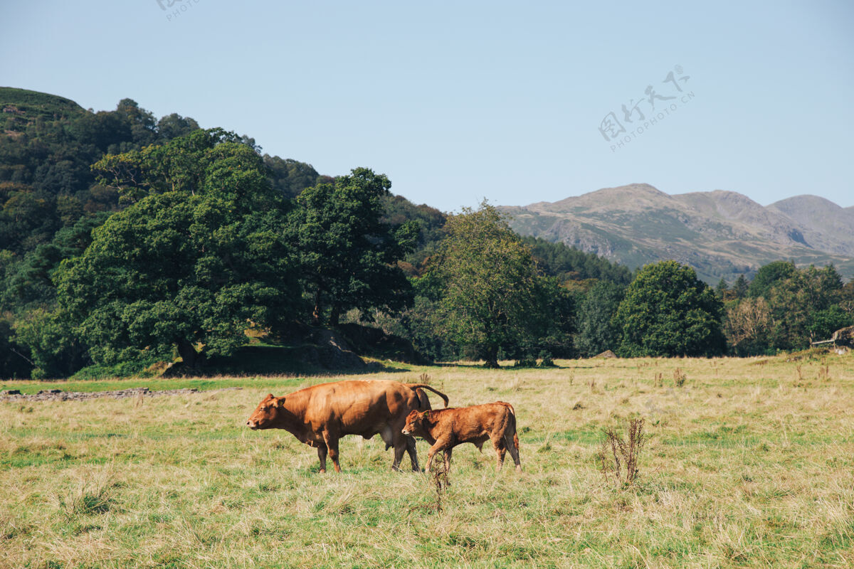 牛两只棕色的母牛在英格兰山区的草地上吃草乡村自然小牛