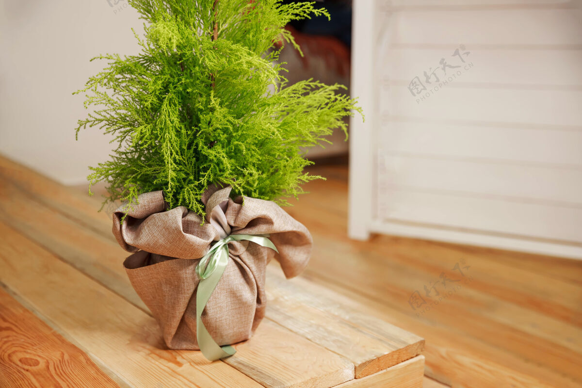 可持续性现代室内木地板上的植物单个对象苗木室内