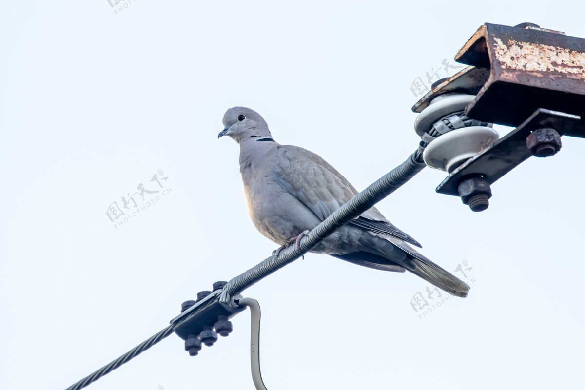 鸽子欧亚领鸽坐在电线上顶着明亮的天空动物电线羽毛