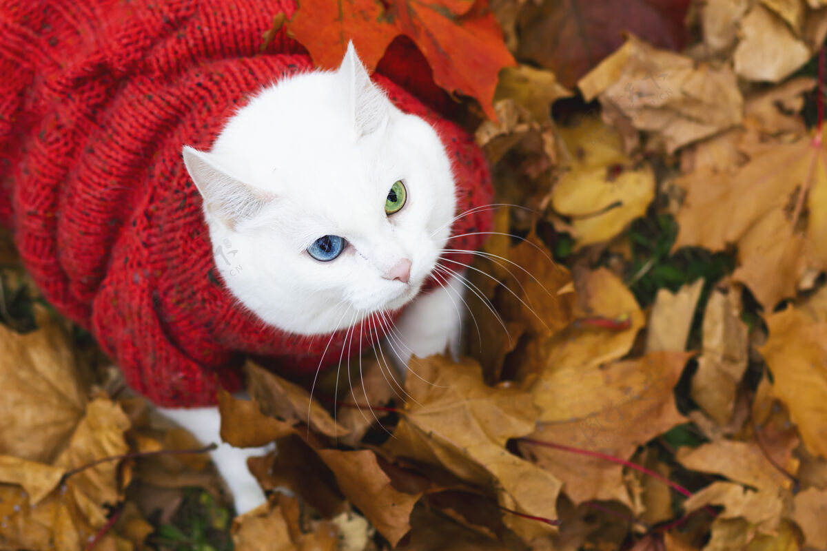 林地从…查看上图白色猫 多色眼睛安哥拉繁殖坐姿秋天公园里的树叶间白天动物穿着毛衣在床上街上宠物在红枫和黄枫中玩耍秋天十月可爱
