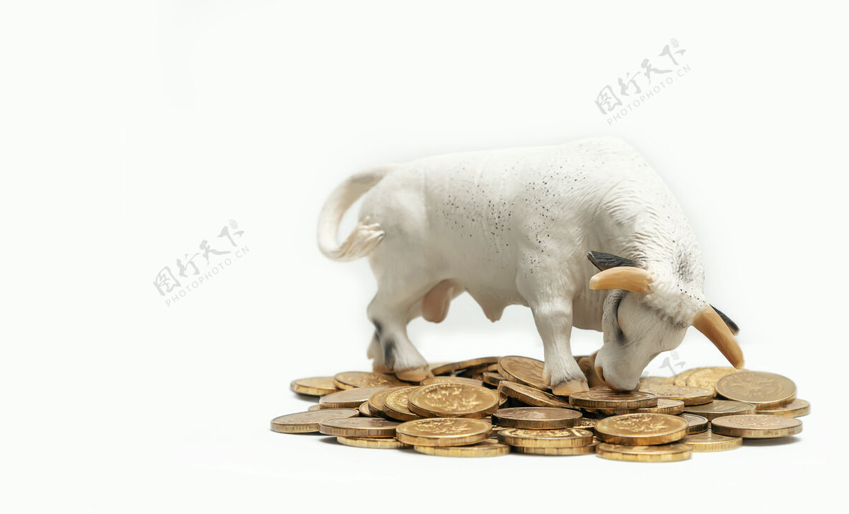 公牛特写一个白色的公牛玩具站在金币 孤立在白色白色小雕像金钱