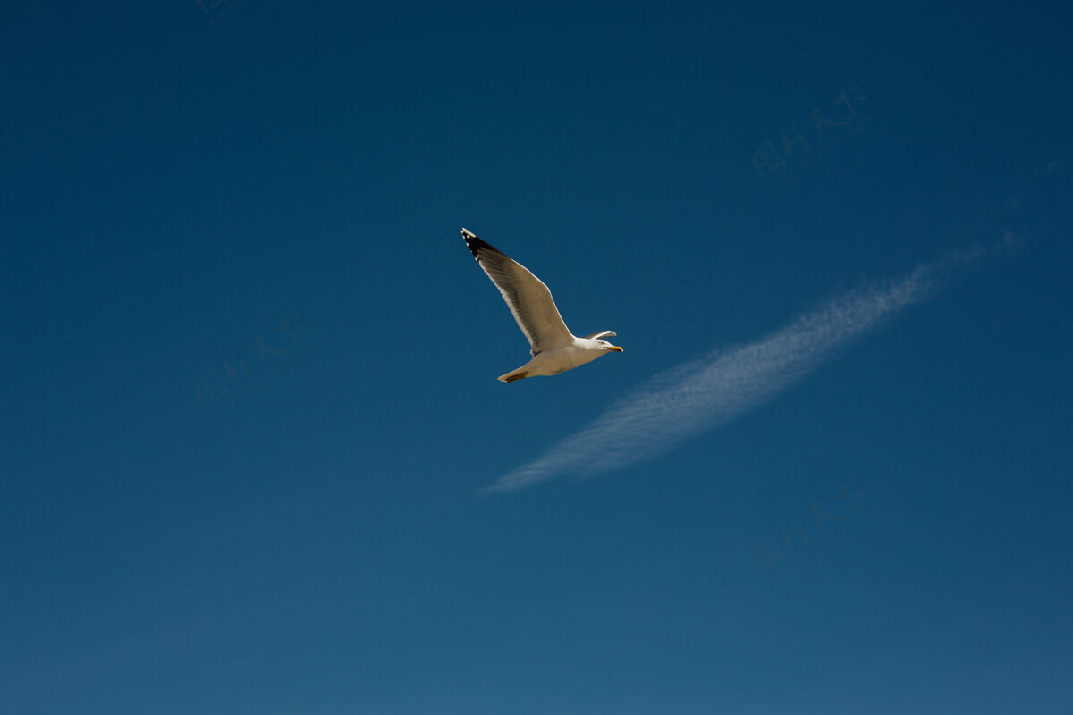 全景鸟儿在蓝天上迎着明亮的白色蓬松的云飞翔天空中的一只海鸥鸟儿在蓝天上飞翔全景云法语