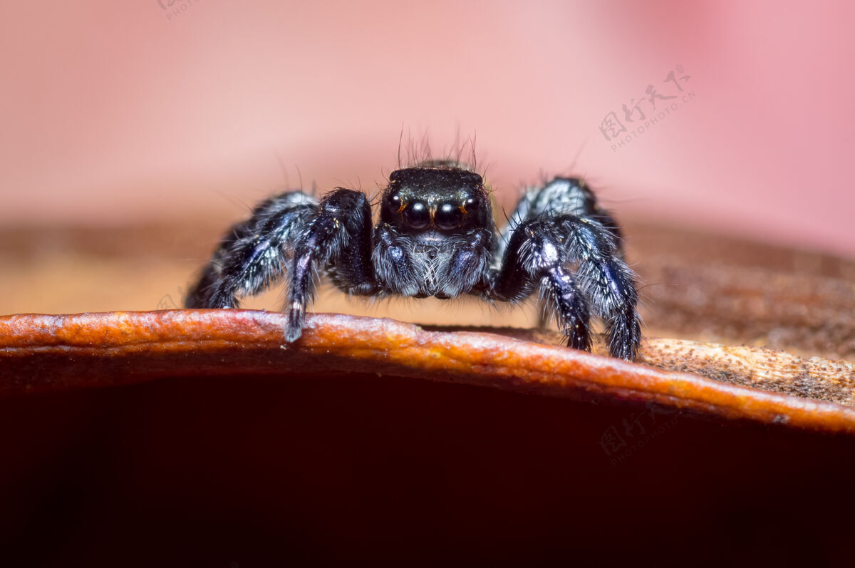 眼睛粉红色背景上的黑色跳跃蜘蛛0动物动物腿