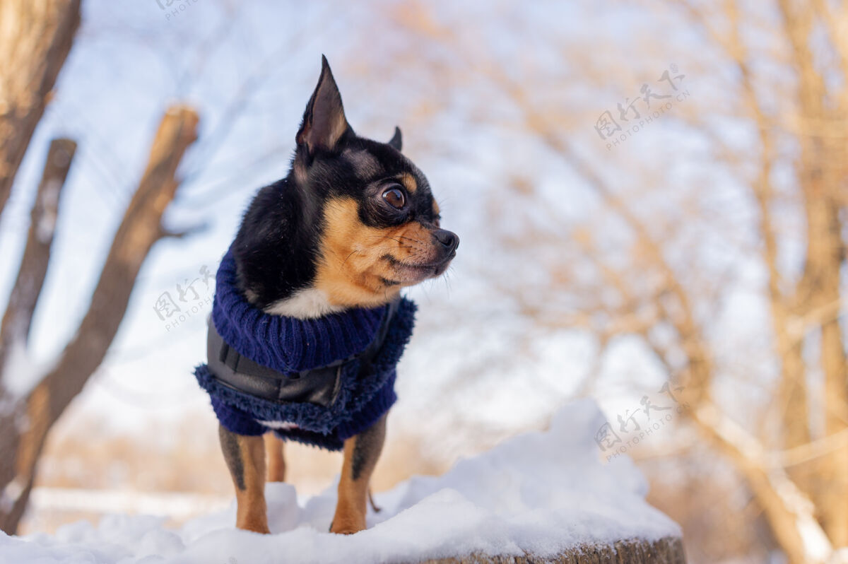吉娃娃奇瓦瓦在花园里散步雪吉娃娃穿着冬天的衣服在雪上家养雪宠物