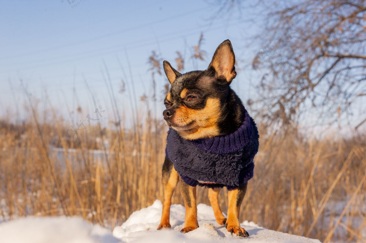 季节奇瓦瓦在花园里散步雪吉娃娃穿着冬天的衣服在雪上狗家养寒冷