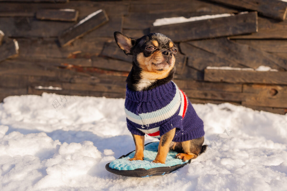 小奇瓦瓦在花园里散步雪吉娃娃穿着冬天的衣服在雪上狗冬天雪