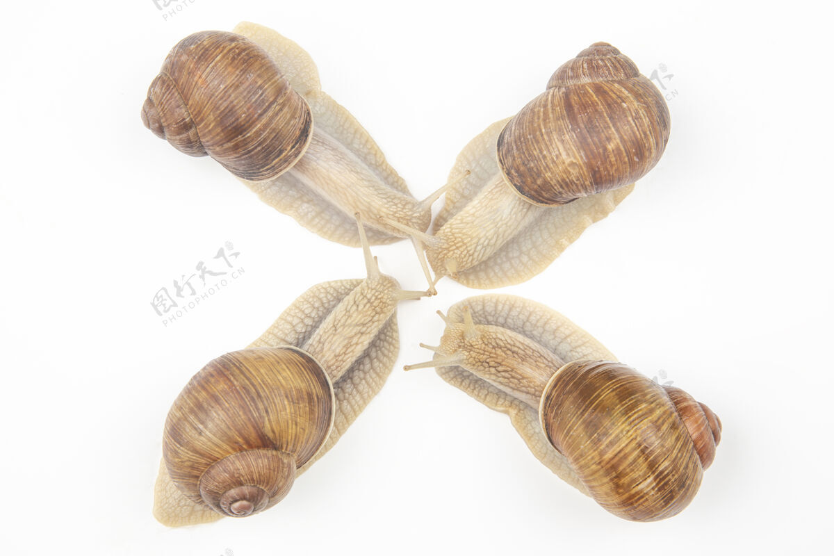 生物白葡萄蜗牛表层软体动物以及无脊椎动物美食蛋白质肉类食品幻灯片蜗牛器官