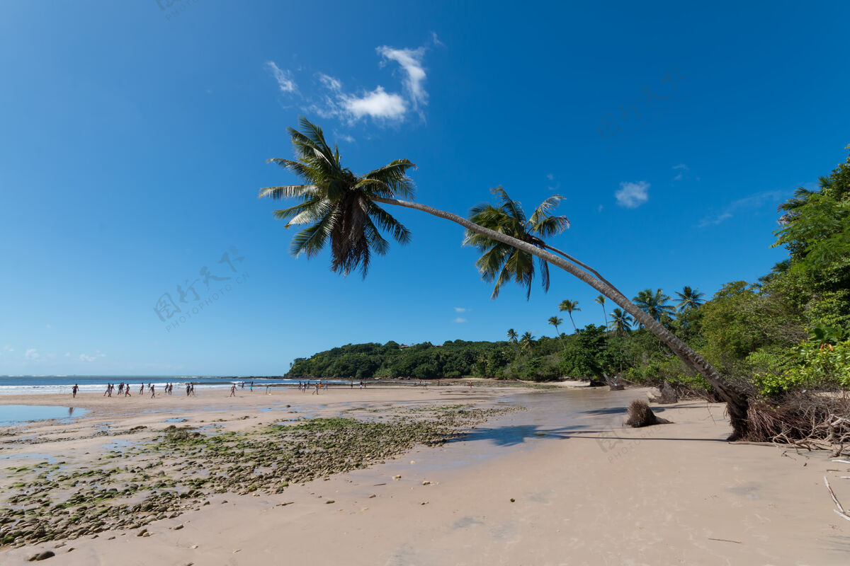 棕榈树巴西巴伊亚岛上的热带海滩 有倾斜的椰子树自然风光岛屿放松