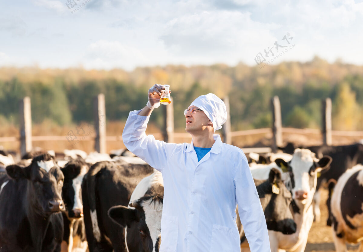 牛兽医在农场检查牛的生物样本动物兽医检查