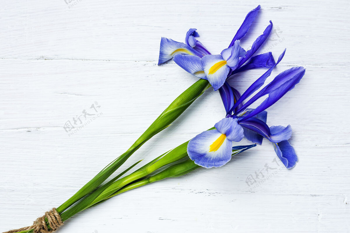 庆祝一束蓝色百合花日耳曼语虹膜扁平躺下紫色开花植物