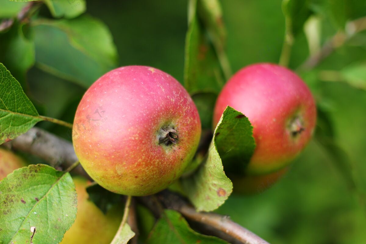 生长红苹果长在树上特写收获农村花园