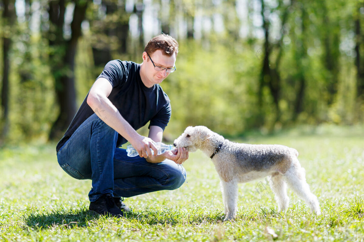 户外在夏天炎热的时候 狗从人的手里喝水公园血统狗