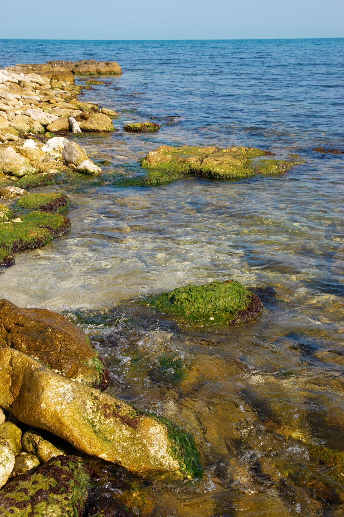 藻类海岸上有石头和绿藻岩石海洋自然