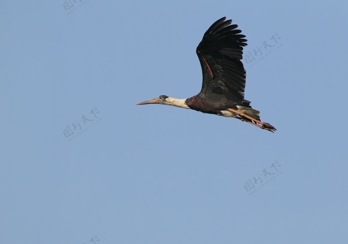 鸟类在蓝天上拍摄飞行中的白颈鹳自然特写大