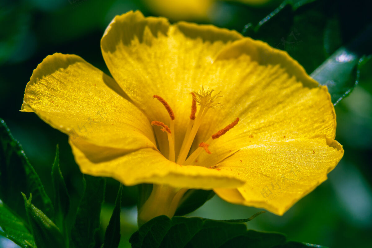 光宏观拍摄一个美丽的黄色达米亚娜花周围的绿叶开花开花花园